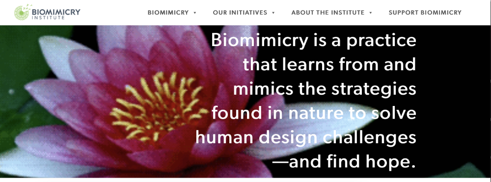 Biomimicry institute homepage 1000.jpg