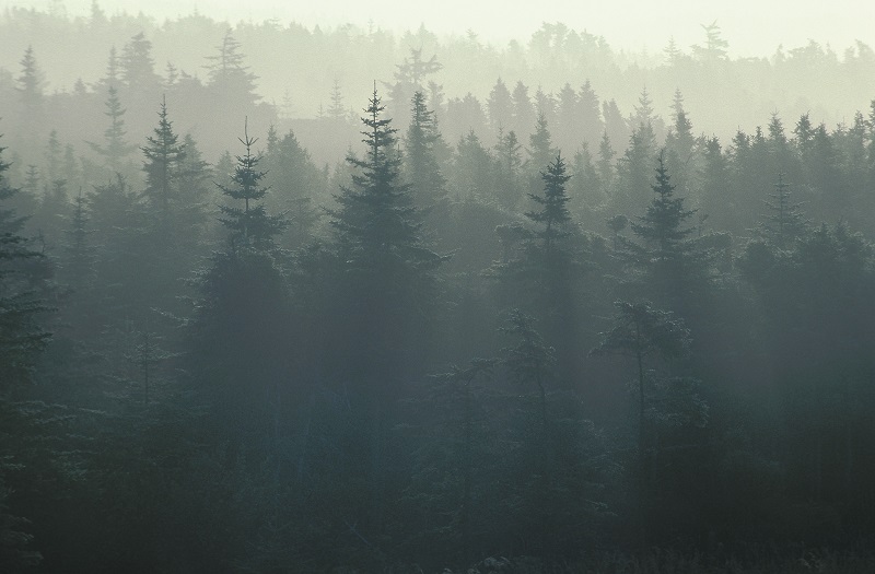 Forest.jpg