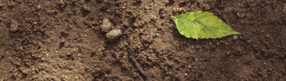 Soil CIAT 1000.jpg