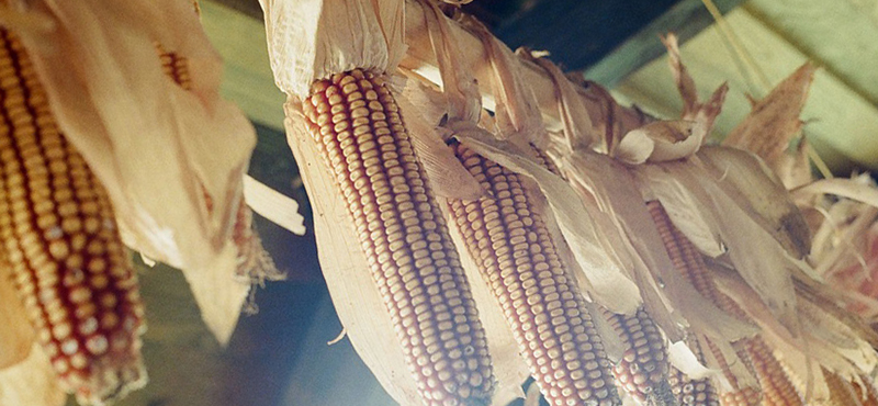 Bioplastic corn banner 800.jpg