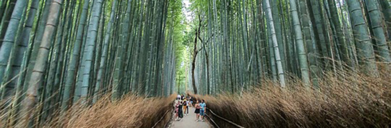 File:Kyoto forest 900.jpg