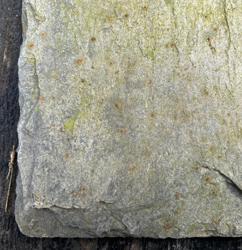 Delabole slate detail 350.jpg