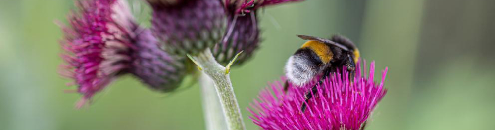 CIOB Bumblebee on a purple flower 1000.jpg