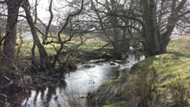 Trees river n yorks p badcock.png