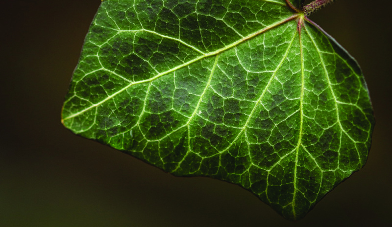 File:Leaf close up 1000.jpg